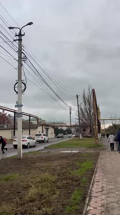 Вчера вечером здесь были клены