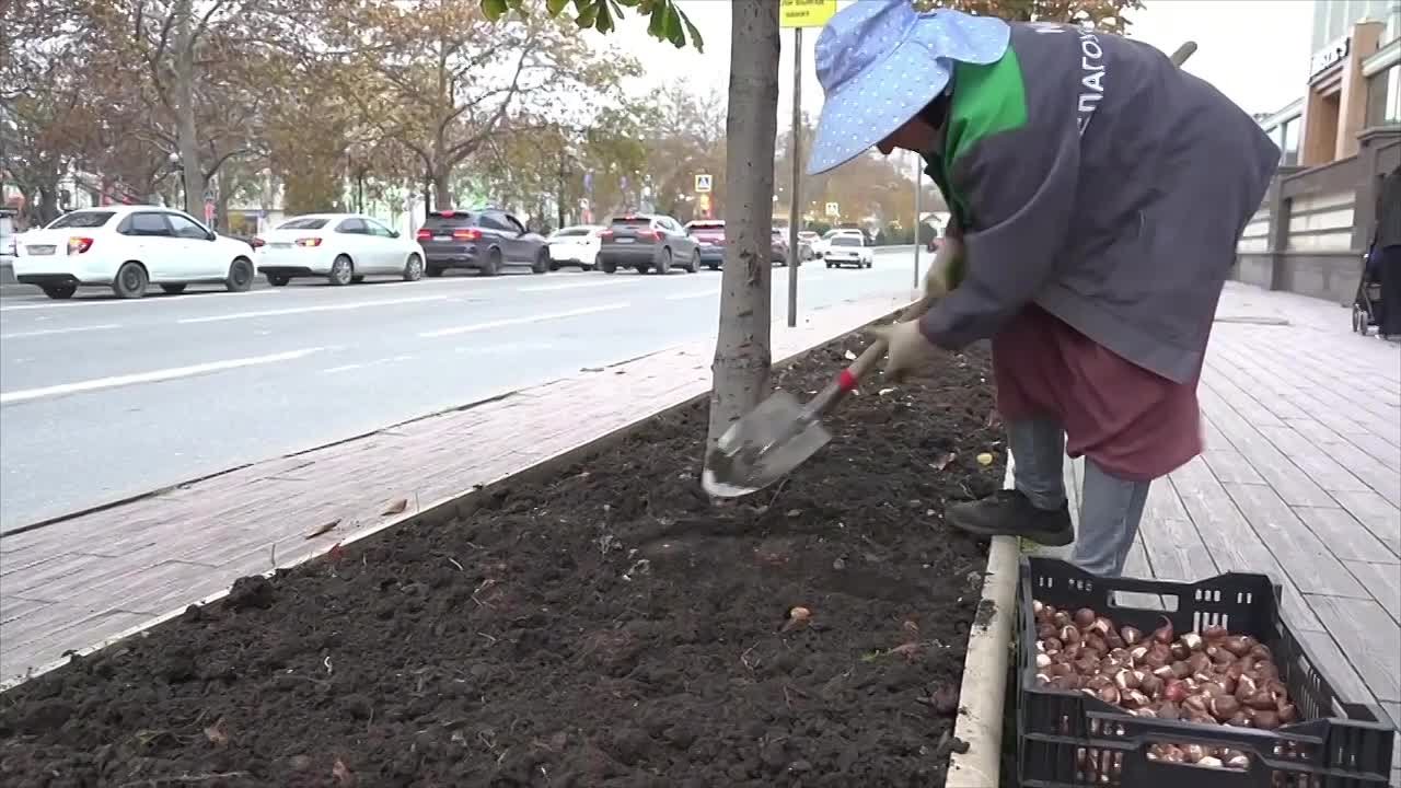 В Махачкале продолжается масштабная высадка разноцветных тюльпанов: накануне труженицы коммунальной службы проводили посадку луковиц на пр. Расула Гамзатова