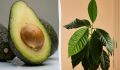 Как вырастить шикарное дерево авокадо в домашних условиях