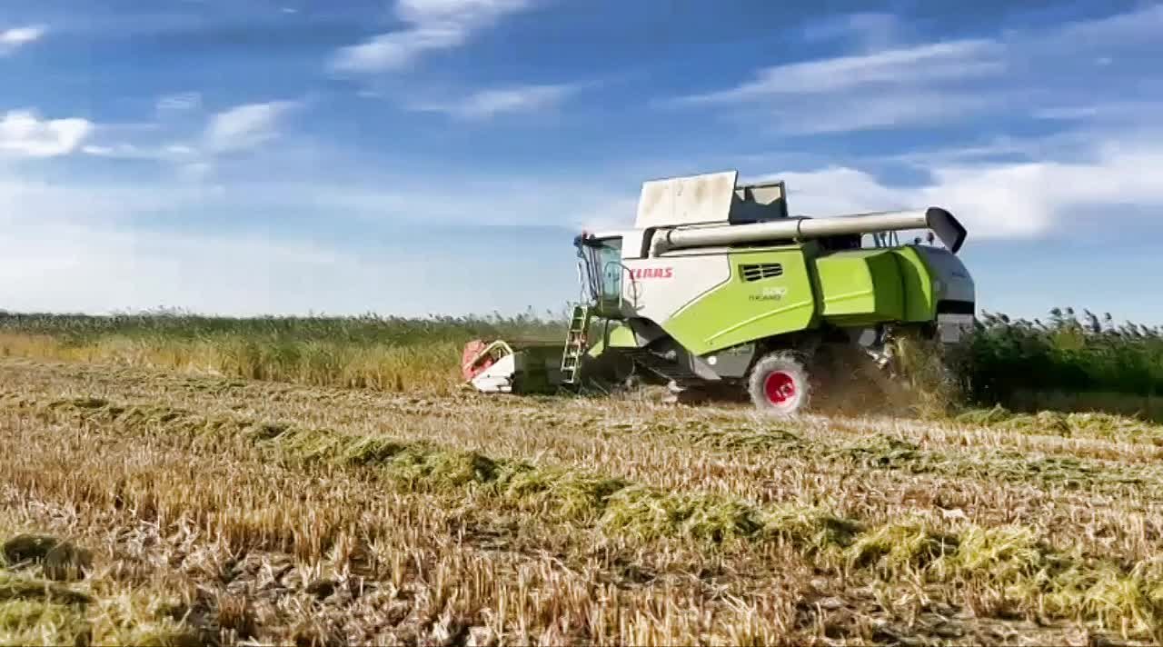 Дагестан возобновил экспорт риса