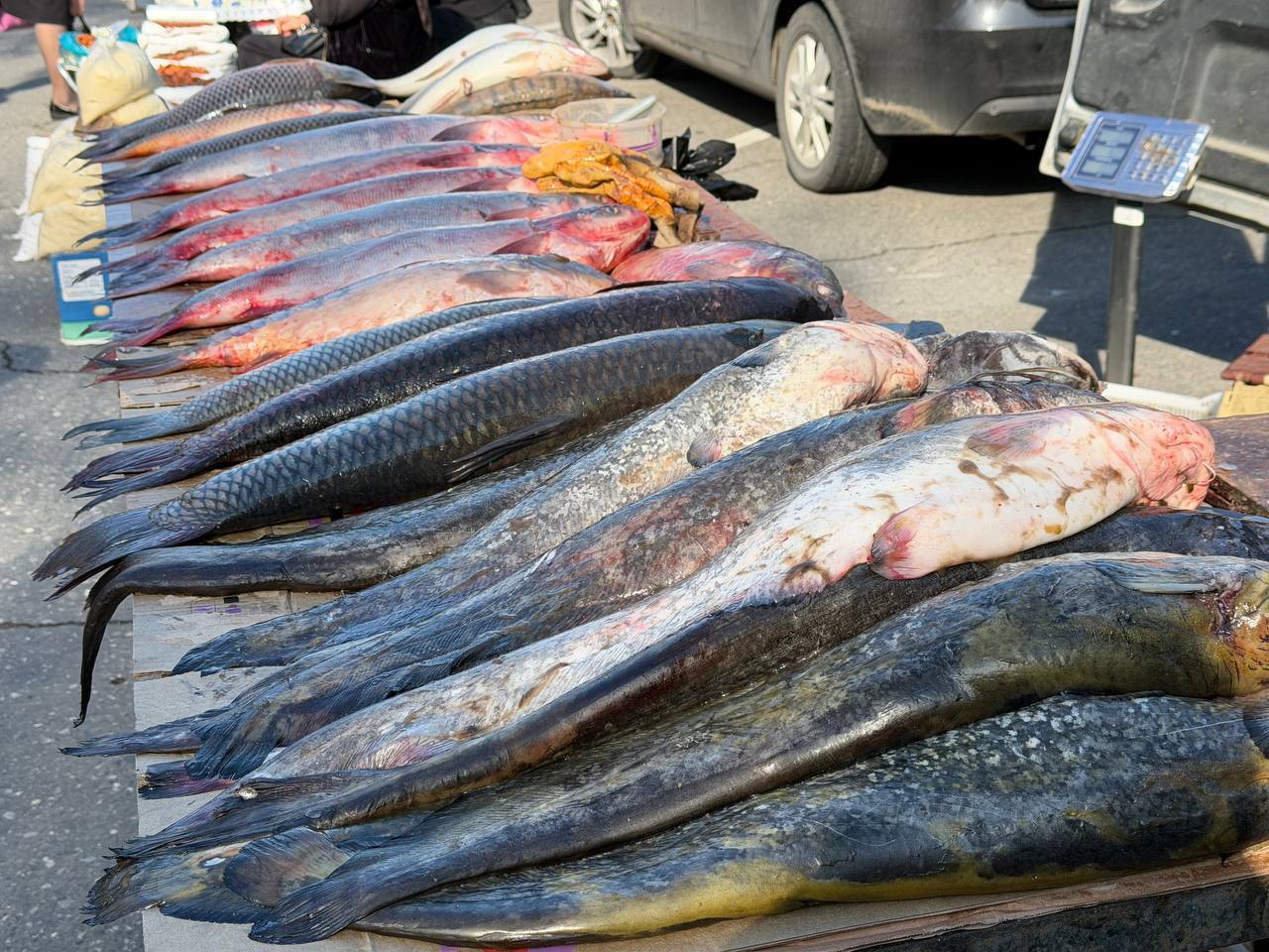 В Махачкале по поручению премьера Дагестана пройдет рыбная и сельскохозяйственная ярмарка В Махачкале по поручению премьера Дагестана пройдет рыбная и сельскохозяйственная ярмарка