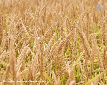 Дагестан возобновил экспорт риса в Азербайджан после пятилетнего перерыва