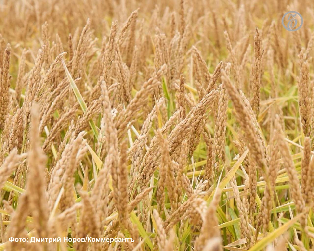 Дагестан возобновил экспорт риса в Азербайджан после пятилетнего перерыва