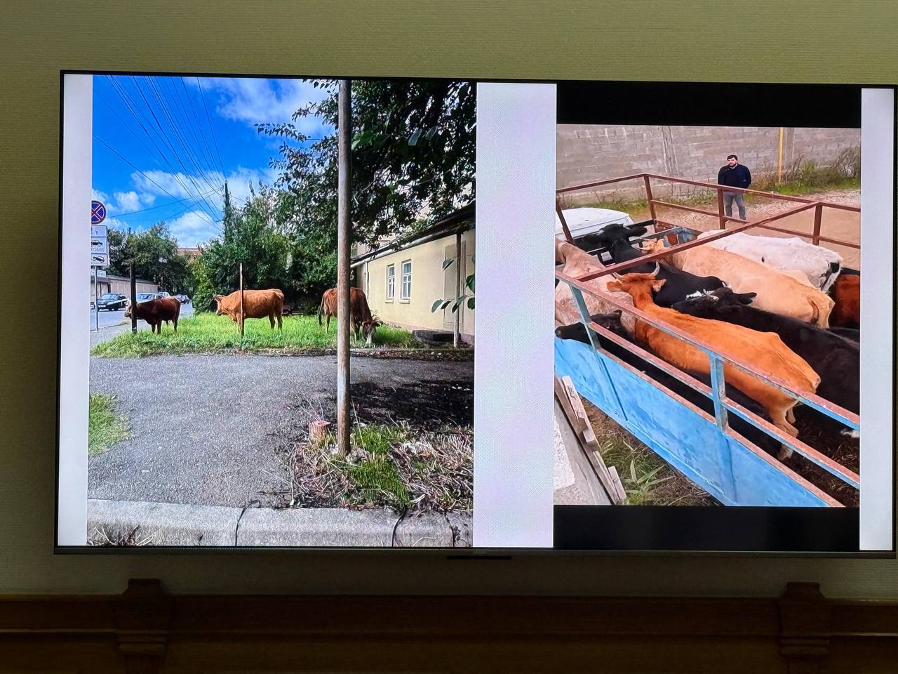 Проблема с бродячими собаками в Махачкале решена на 90% Проблема с бродячими собаками в Махачкале решена на 90%