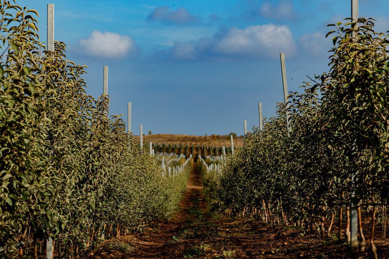 Первая партия дагестанских яблок ООО «Полоса» отправилась в Беларусь