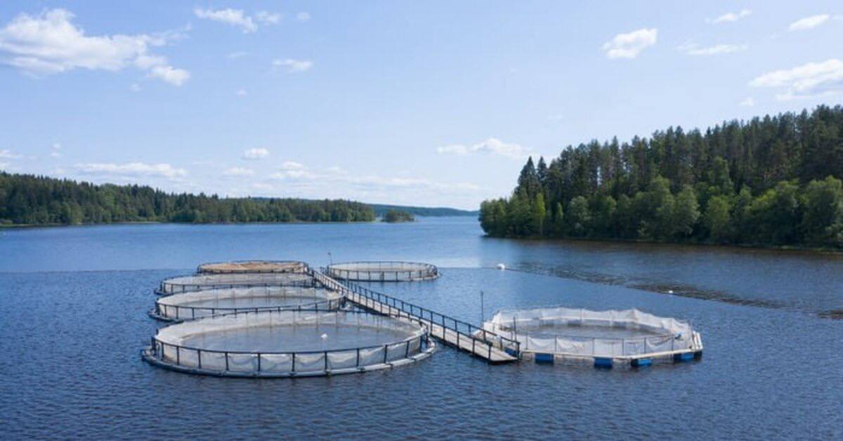 Дагестанцы стали активнее реализовывать проекты по выращиванию форели, в том числе в горах