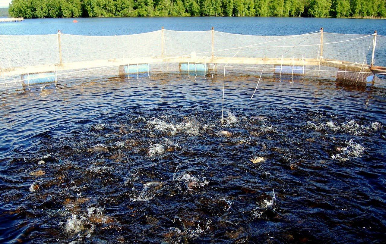 Дагестанцы стали активнее реализовывать проекты по выращиванию форели, в том числе в горах Дагестанцы стали активнее реализовывать проекты по выращиванию форели, в том числе в горах