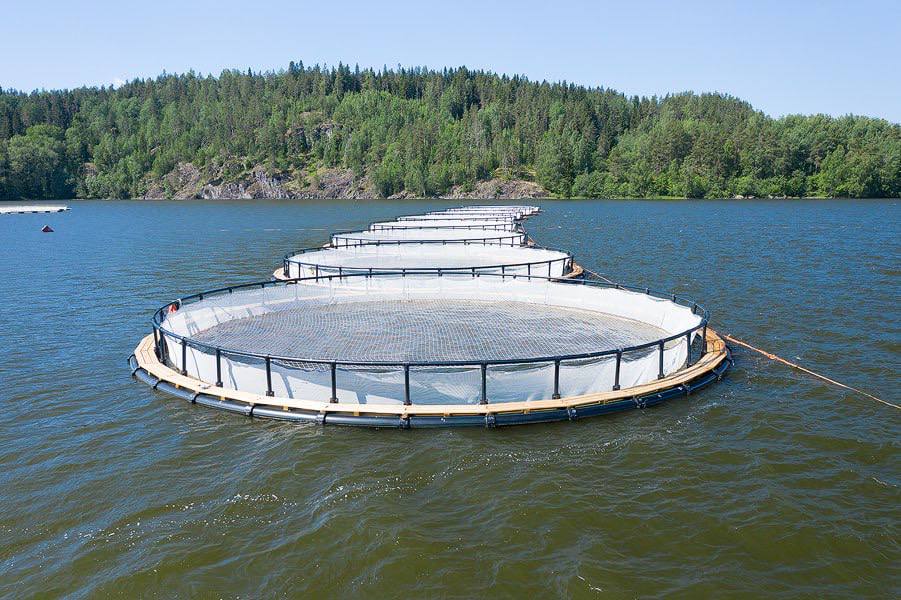 Дагестанцы стали активнее реализовывать проекты по выращиванию форели, в том числе в горах Дагестанцы стали активнее реализовывать проекты по выращиванию форели, в том числе в горах