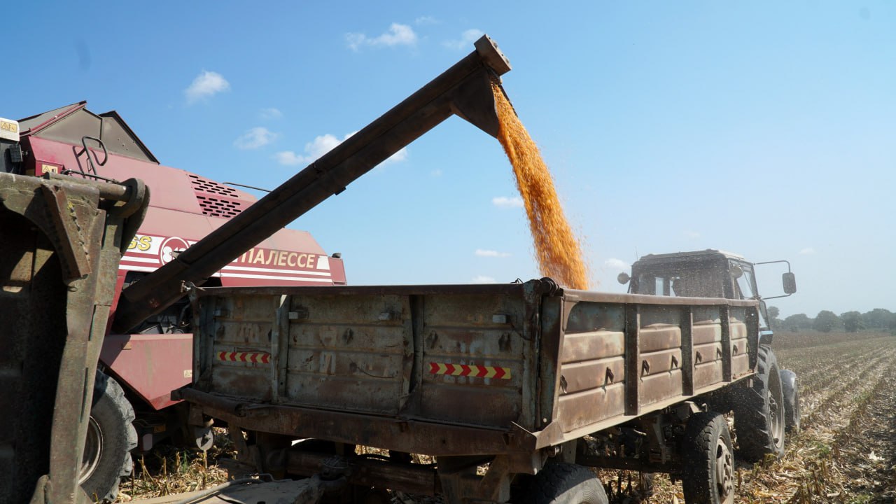 Аграрии Дагестана завершили уборку кукурузы на зерно Аграрии Дагестана завершили уборку кукурузы на зерно