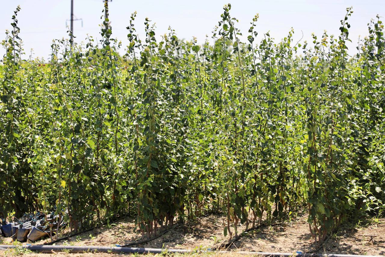 Дагестанское хозяйство поставило первую партию саженцев черешни в Узбекистан Дагестанское хозяйство поставило первую партию саженцев черешни в Узбекистан