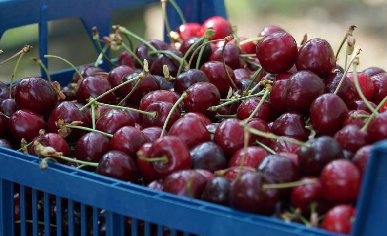 Дагестанское хозяйство поставило первую партию саженцев черешни в Узбекистан Дагестанское хозяйство поставило первую партию саженцев черешни в Узбекистан