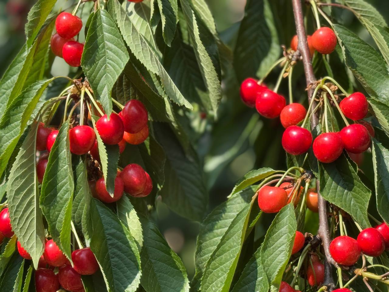 Дагестанское хозяйство поставило первую партию саженцев черешни в Узбекистан