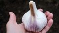 Французская методика: секреты выращивания чеснока с фантастическими результатами