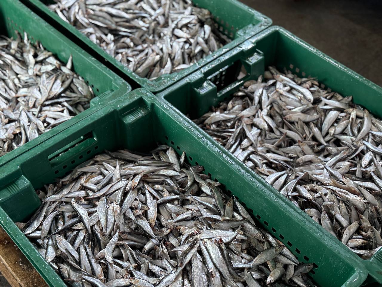 В Махачкале проходит рыбная и сельскохозяйственная ярмарка В Махачкале проходит рыбная и сельскохозяйственная ярмарка