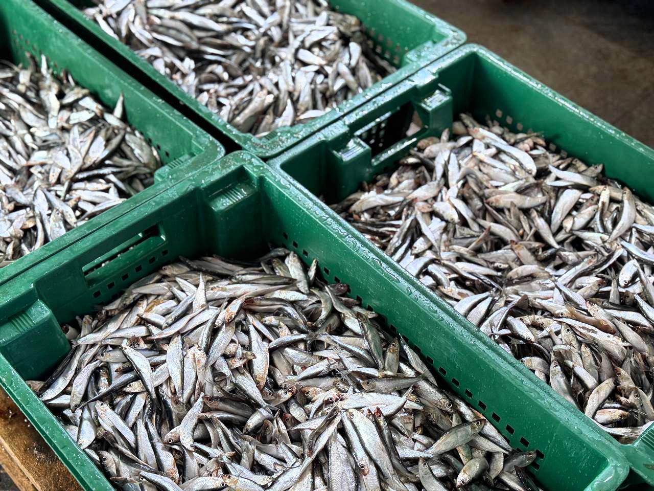 В Махачкале проходит рыбная и сельскохозяйственная ярмарка В Махачкале проходит рыбная и сельскохозяйственная ярмарка