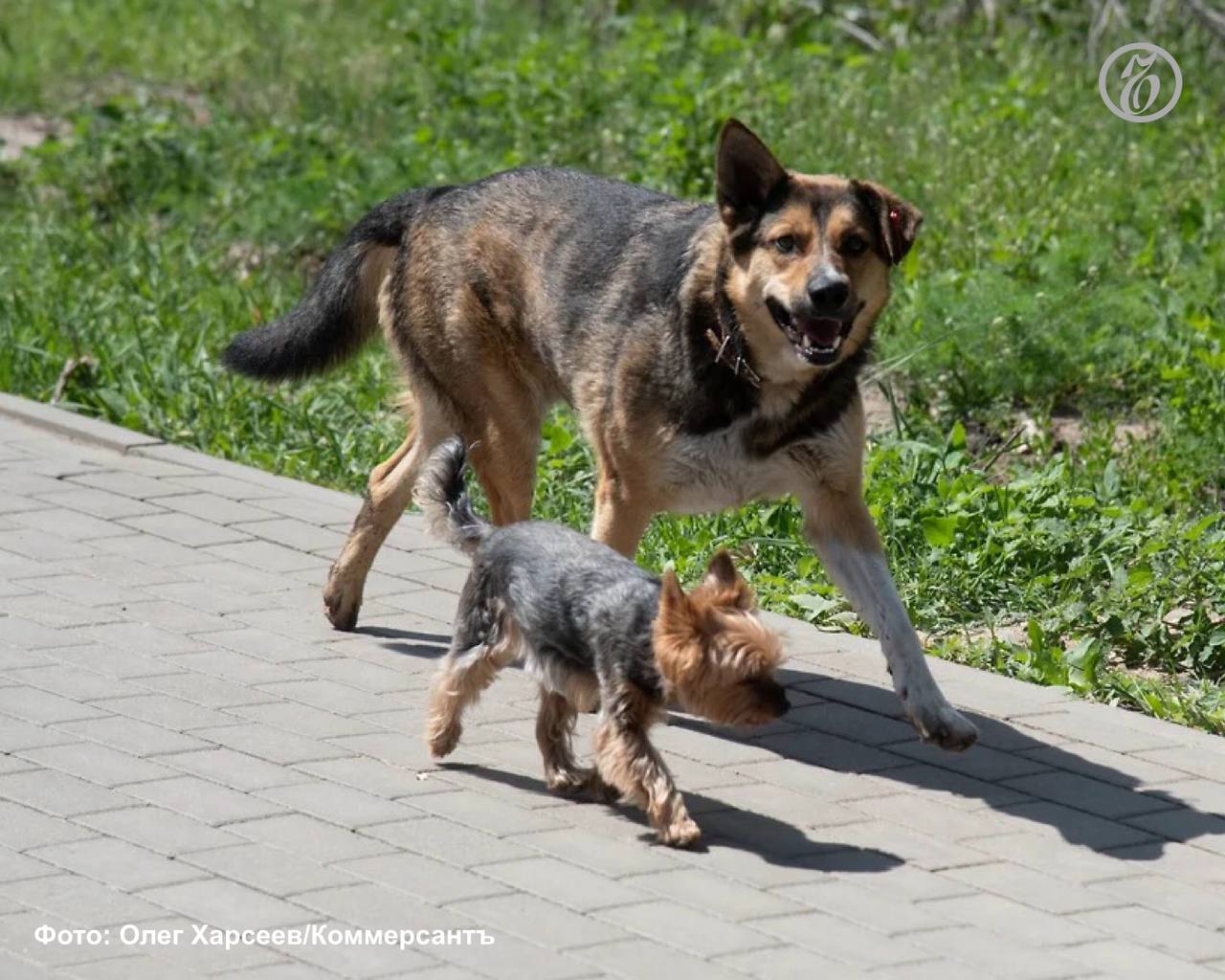 В Дагестане 30 млн руб. регионального бюджета в 2025 году направили на мероприятия по работе с безнадзорными животными