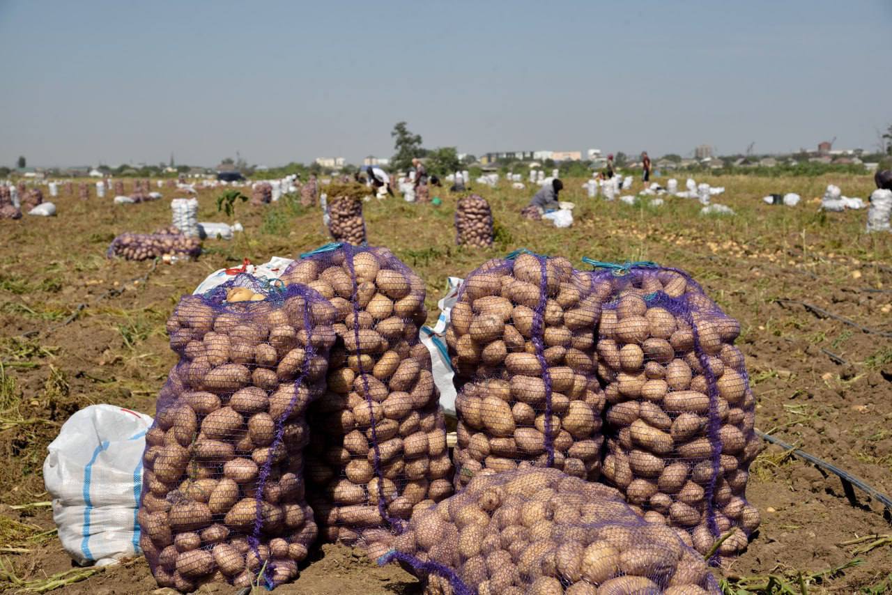 Дагестанские овощеводы собрали рекордный урожай 1,57 млн тонн овощей в 2025 году Дагестанские овощеводы собрали рекордный урожай 1,57 млн тонн овощей в 2025 году