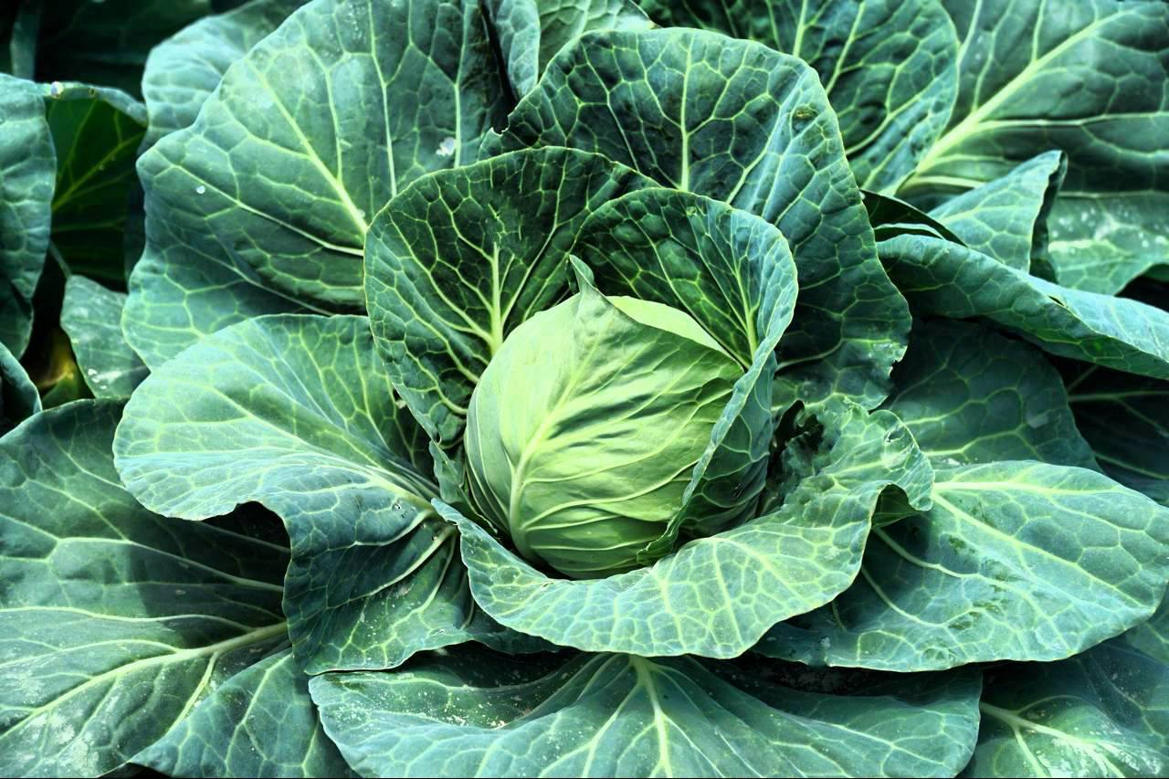 Дагестанские овощеводы собрали рекордный урожай 1,57 млн тонн овощей в 2025 году Дагестанские овощеводы собрали рекордный урожай 1,57 млн тонн овощей в 2025 году