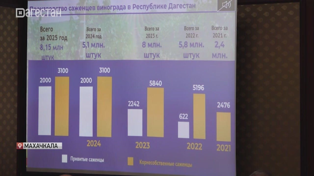 Дагестан находится в лидирующих позициях в стране по выращиванию винограда