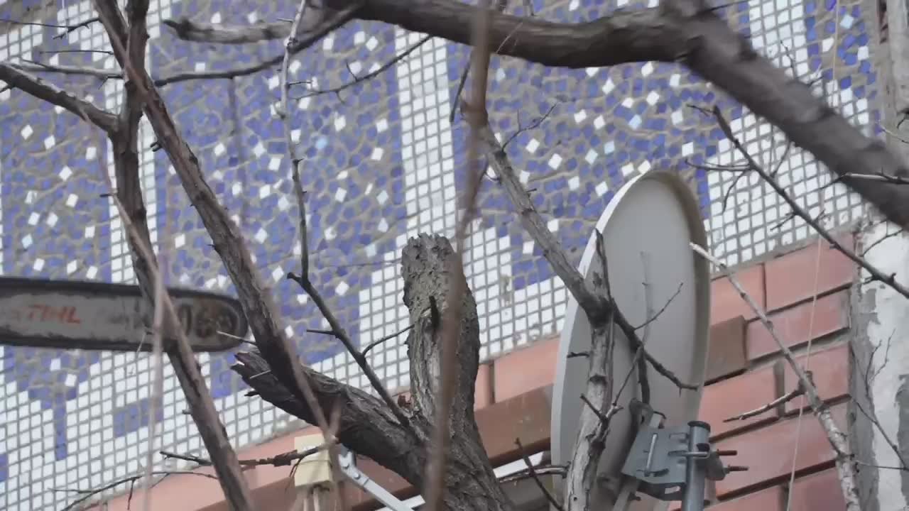 Работники МБУ «Благоустройство» сегодня произвели спил ветхого аварийного дерева во дворе многоквартирного по ул. Дахадаева, 105