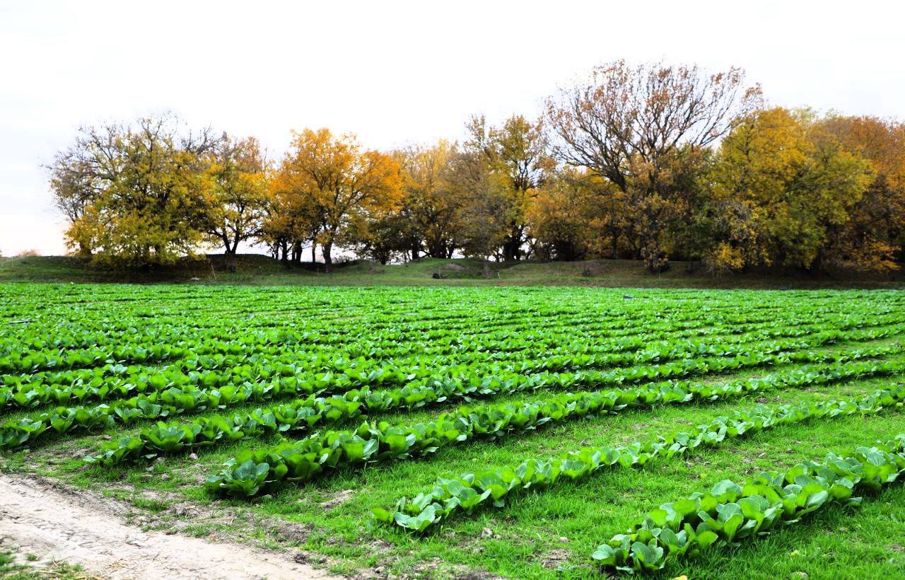 Дагестанские овощеводы собрали рекордный урожай 1,57 млн тонн овощей в 2025 году Дагестанские овощеводы собрали рекордный урожай 1,57 млн тонн овощей в 2025 году