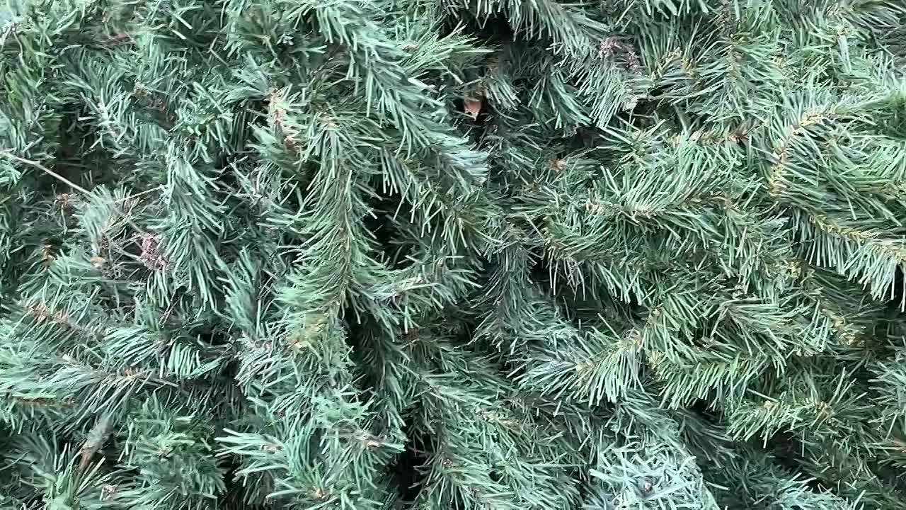 В мэрии Махачкалы рассказали где будут установлены новогодние елки: