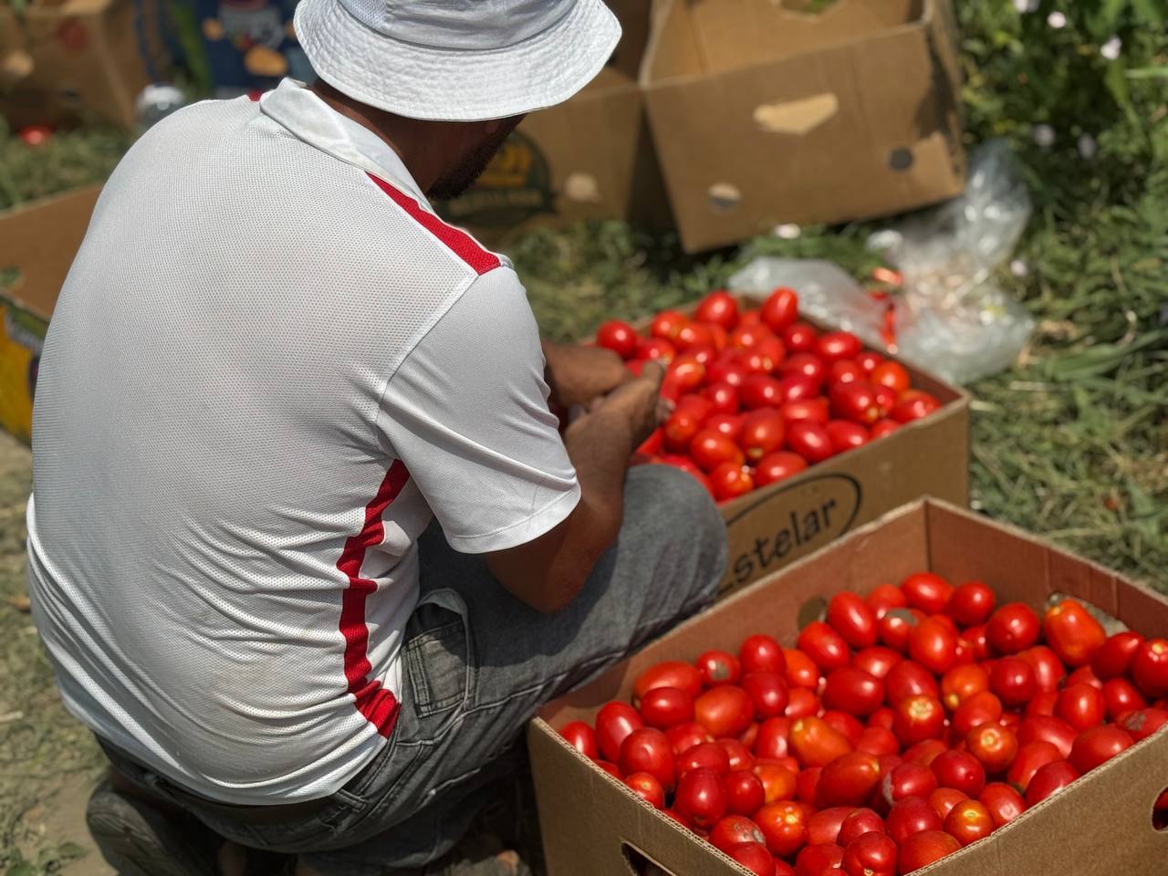 Дагестанские овощеводы собрали рекордный урожай 1,57 млн тонн овощей в 2025 году Дагестанские овощеводы собрали рекордный урожай 1,57 млн тонн овощей в 2025 году