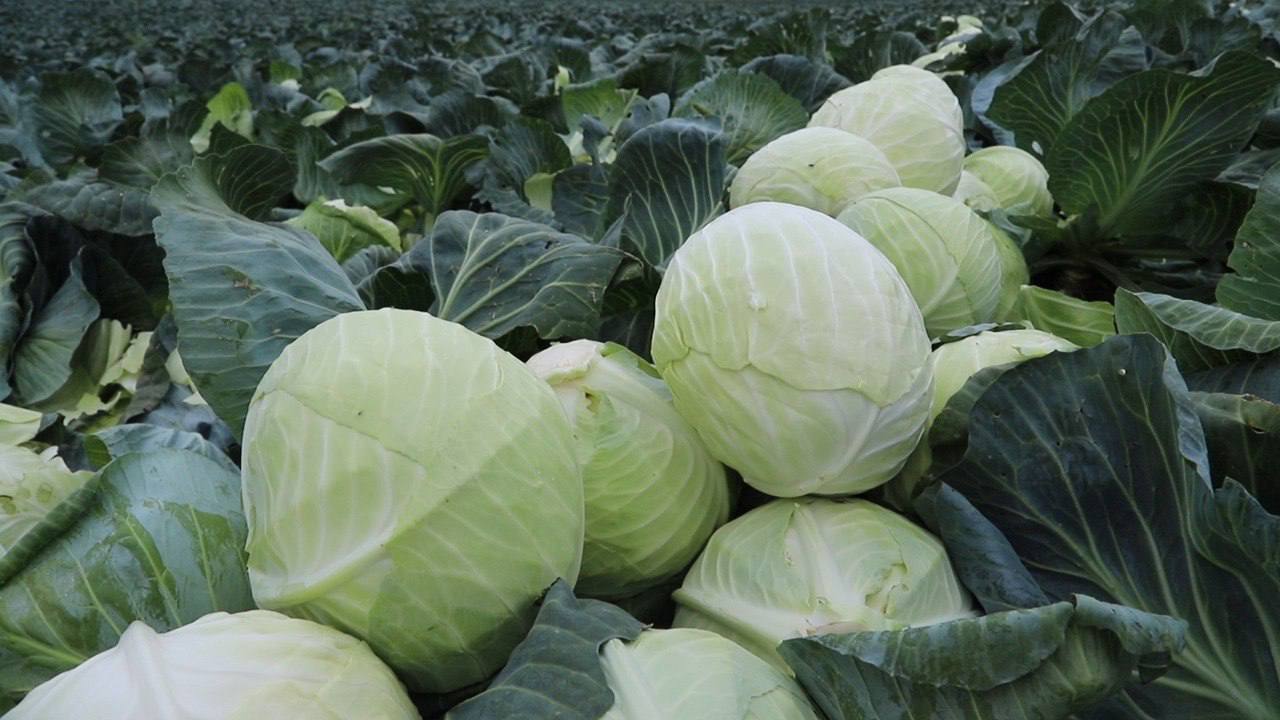 Дагестанские овощеводы собрали рекордный урожай 1,57 млн тонн овощей в 2025 году Дагестанские овощеводы собрали рекордный урожай 1,57 млн тонн овощей в 2025 году