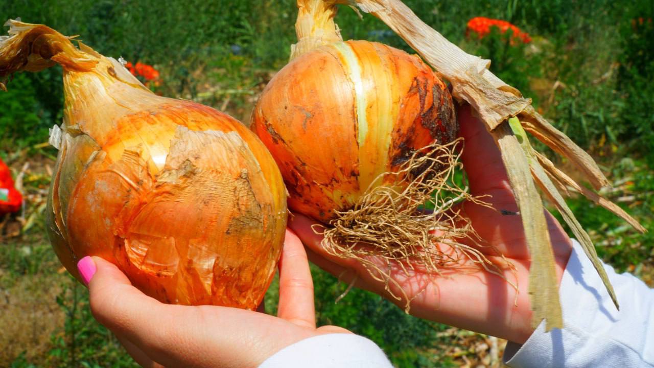 Дагестанские овощеводы собрали рекордный урожай 1,57 млн тонн овощей в 2025 году Дагестанские овощеводы собрали рекордный урожай 1,57 млн тонн овощей в 2025 году