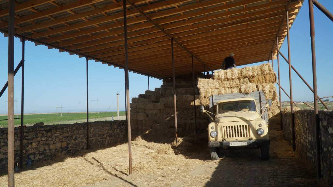 Аграрии Дагестана перевыполнили план по заготовке кормов на зиму 2025-2026 года Аграрии Дагестана перевыполнили план по заготовке кормов на зиму 2025-2026 года