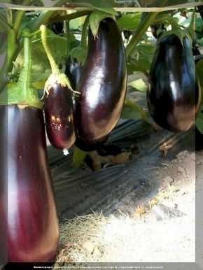 Садоводы и огородники: что нового в дачном сезоне?