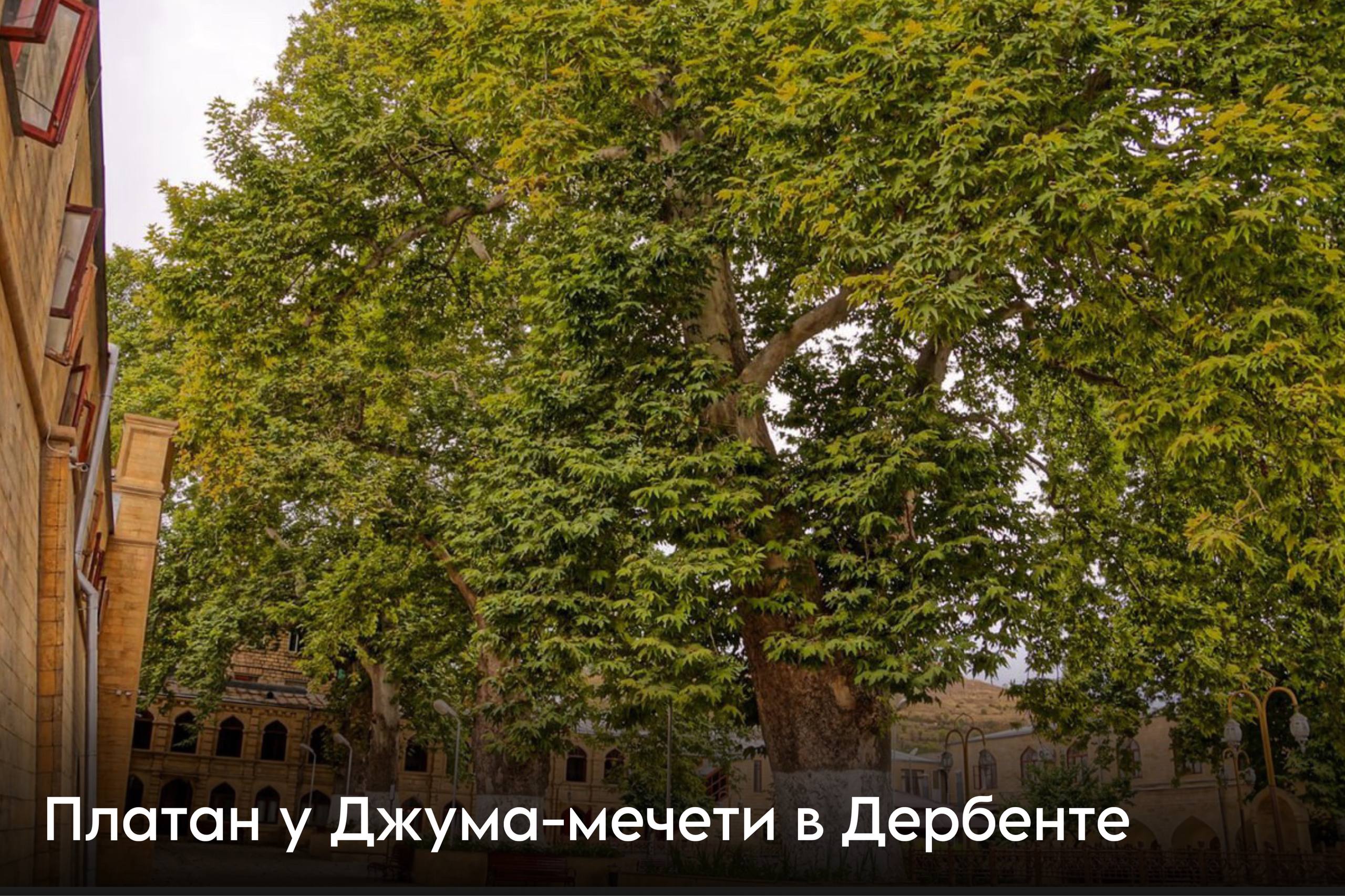 В Дагестане вокруг памятников природы установят охранные зоны — указ Сергея Меликова В Дагестане вокруг памятников природы установят охранные зоны — указ Сергея Меликова