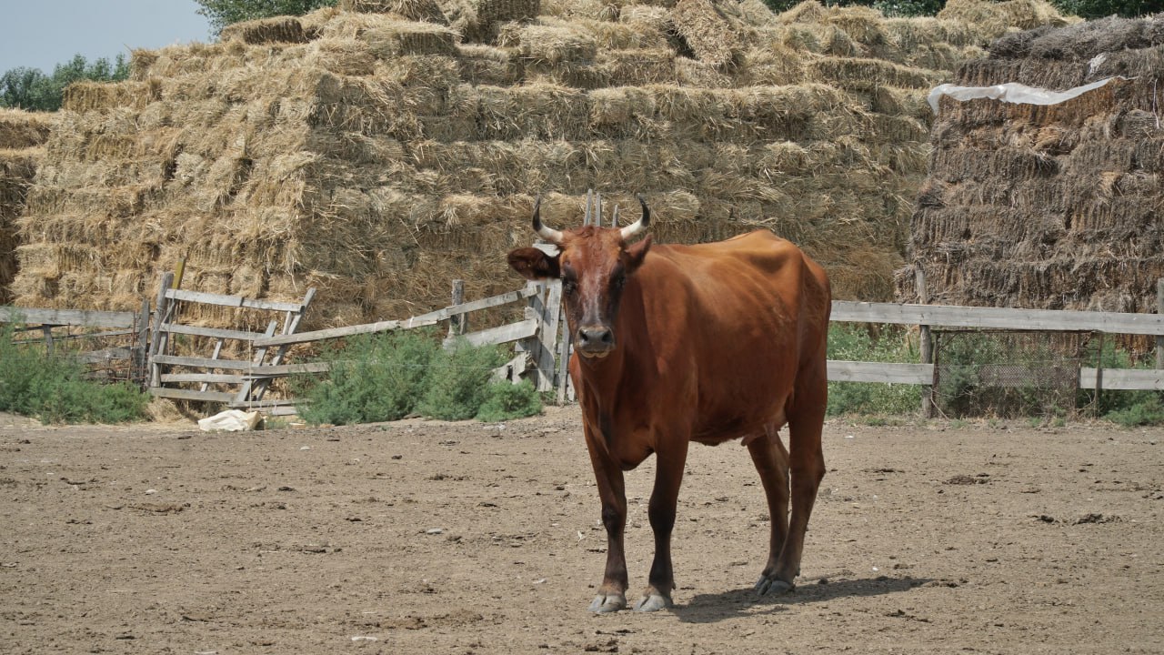 Аграрии Дагестана перевыполнили план по заготовке кормов на зиму 2025-2026 года! Аграрии Дагестана перевыполнили план по заготовке кормов на зиму 2025-2026 года!