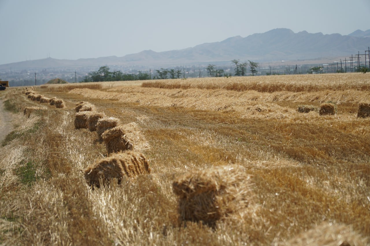 Аграрии Дагестана перевыполнили план по заготовке кормов на зиму 2025-2026 года! Аграрии Дагестана перевыполнили план по заготовке кормов на зиму 2025-2026 года!