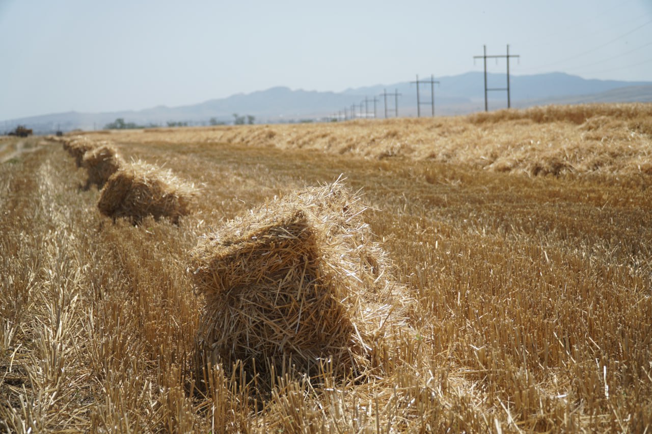 Аграрии Дагестана перевыполнили план по заготовке кормов на зиму 2025-2026 года Аграрии Дагестана перевыполнили план по заготовке кормов на зиму 2025-2026 года