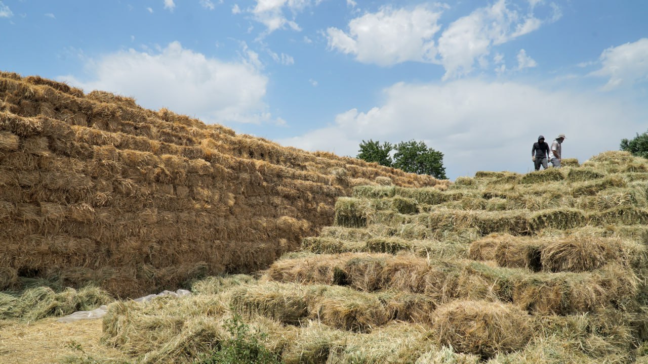 Аграрии Дагестана перевыполнили план по заготовке кормов на зиму 2025-2026 года
