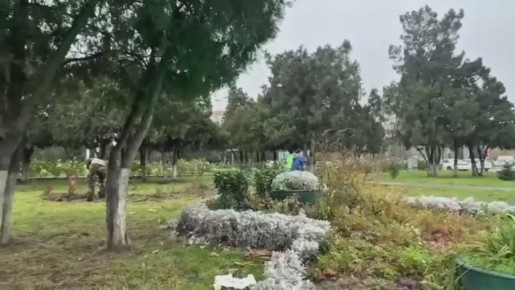 Несмотря на погоду, сотрудники коммунальной службы в Махачкале ежедневно ухаживают за зелёными насаждениями в городе