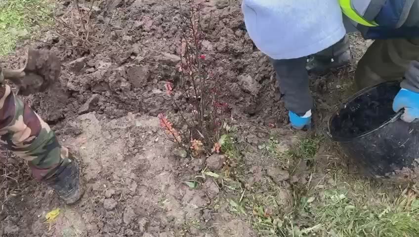 Несмотря на погодные условия, специалисты МБУ «Благоустройство» ежедневно выполняют работы по уходу за зелёными насаждениями города