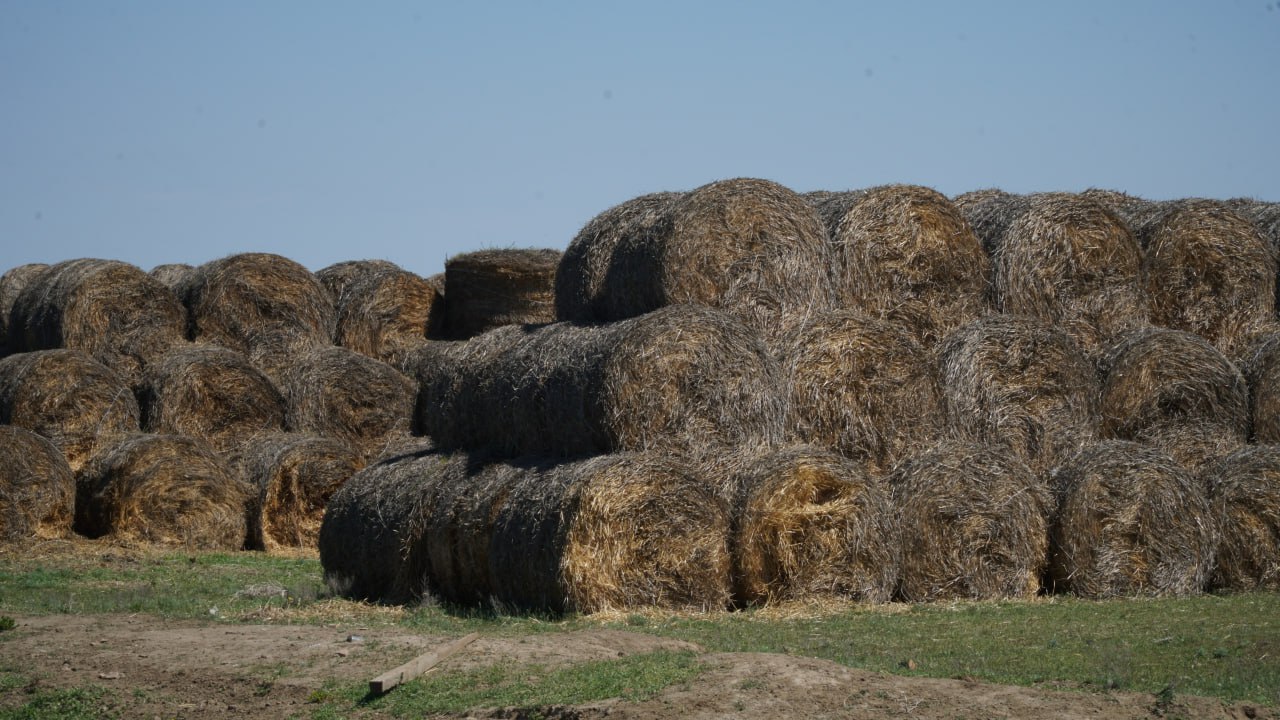 Аграрии Дагестана перевыполнили план по заготовке кормов на зиму 2025-2026 года! Аграрии Дагестана перевыполнили план по заготовке кормов на зиму 2025-2026 года!