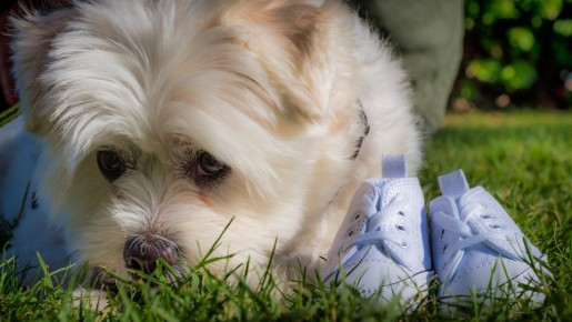 Нужны ли собакам зимой ботинки: ветеринар поставил точку в вопросе