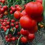   :     tomato-