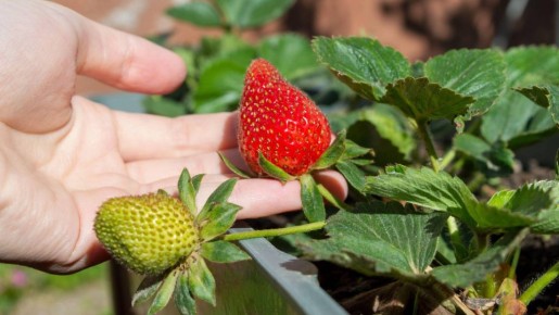 Легко обновите клубничную грядку: сделайте это с кустами сразу, как соберете урожай