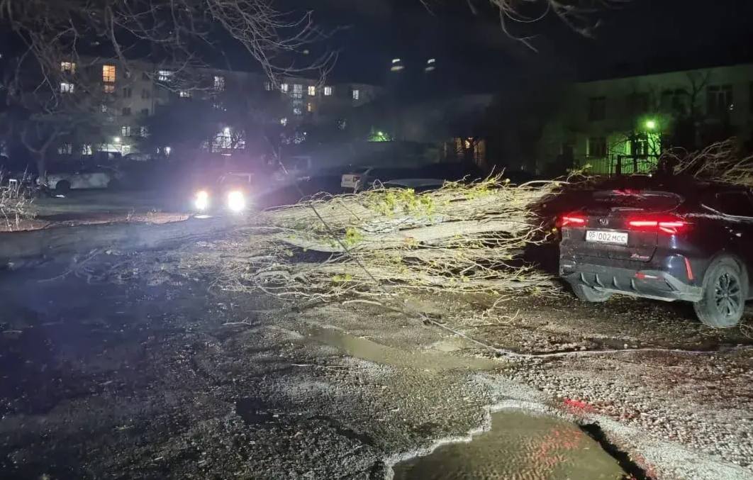 Погода буйствует: в Махачкале деревья падают на автомобили Погода буйствует: в Махачкале деревья падают на автомобили