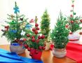 Почему рождественская ель в горшке может не выжить: полезные советы для покупателей