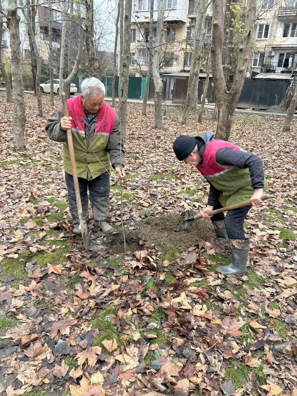 В сквере имени Халилова в Махачкале высадили 20 саженцев остролистного клена В сквере имени Халилова в Махачкале высадили 20 саженцев остролистного клена
