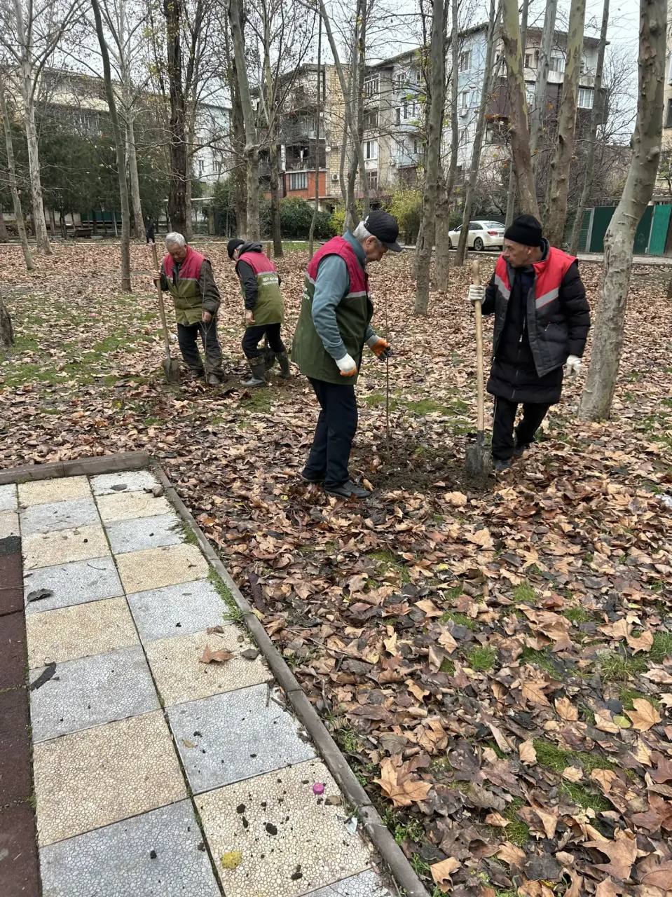 В сквере имени Халилова в Махачкале высадили 20 саженцев остролистного клена В сквере имени Халилова в Махачкале высадили 20 саженцев остролистного клена