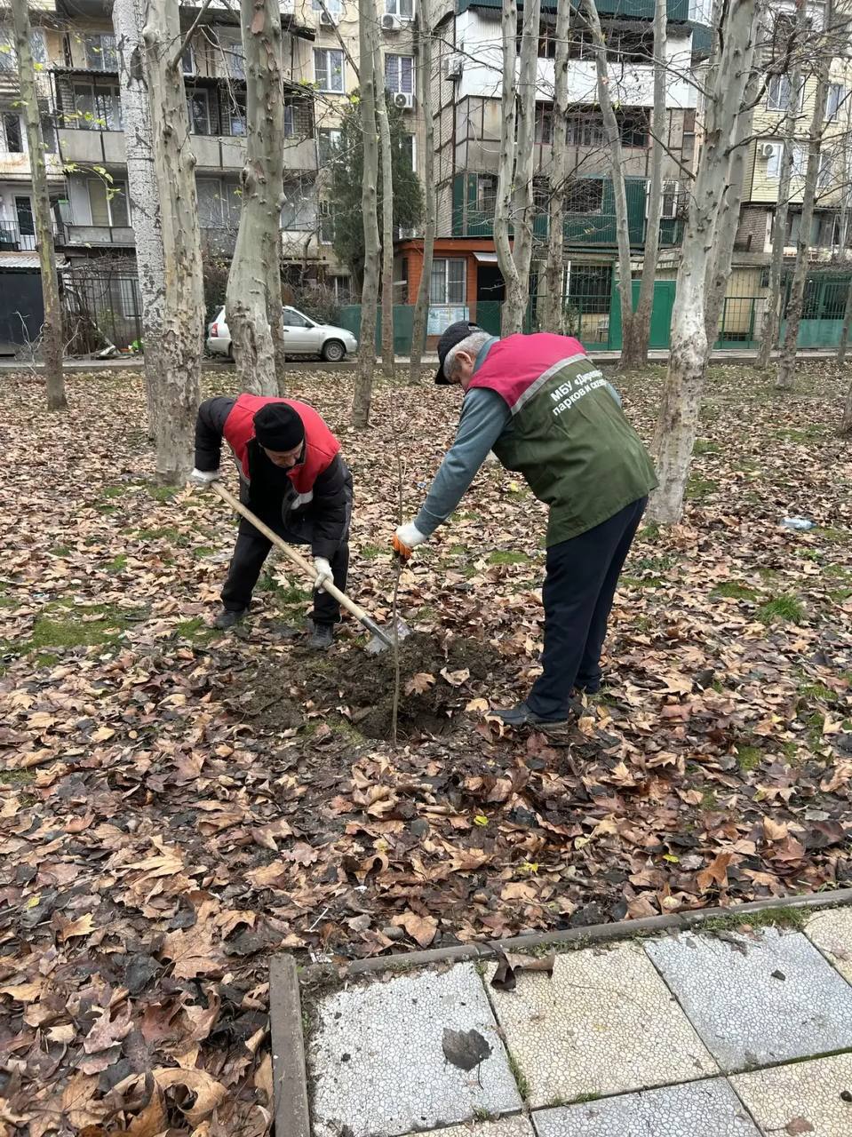 В сквере имени Халилова в Махачкале высадили 20 саженцев остролистного клена В сквере имени Халилова в Махачкале высадили 20 саженцев остролистного клена