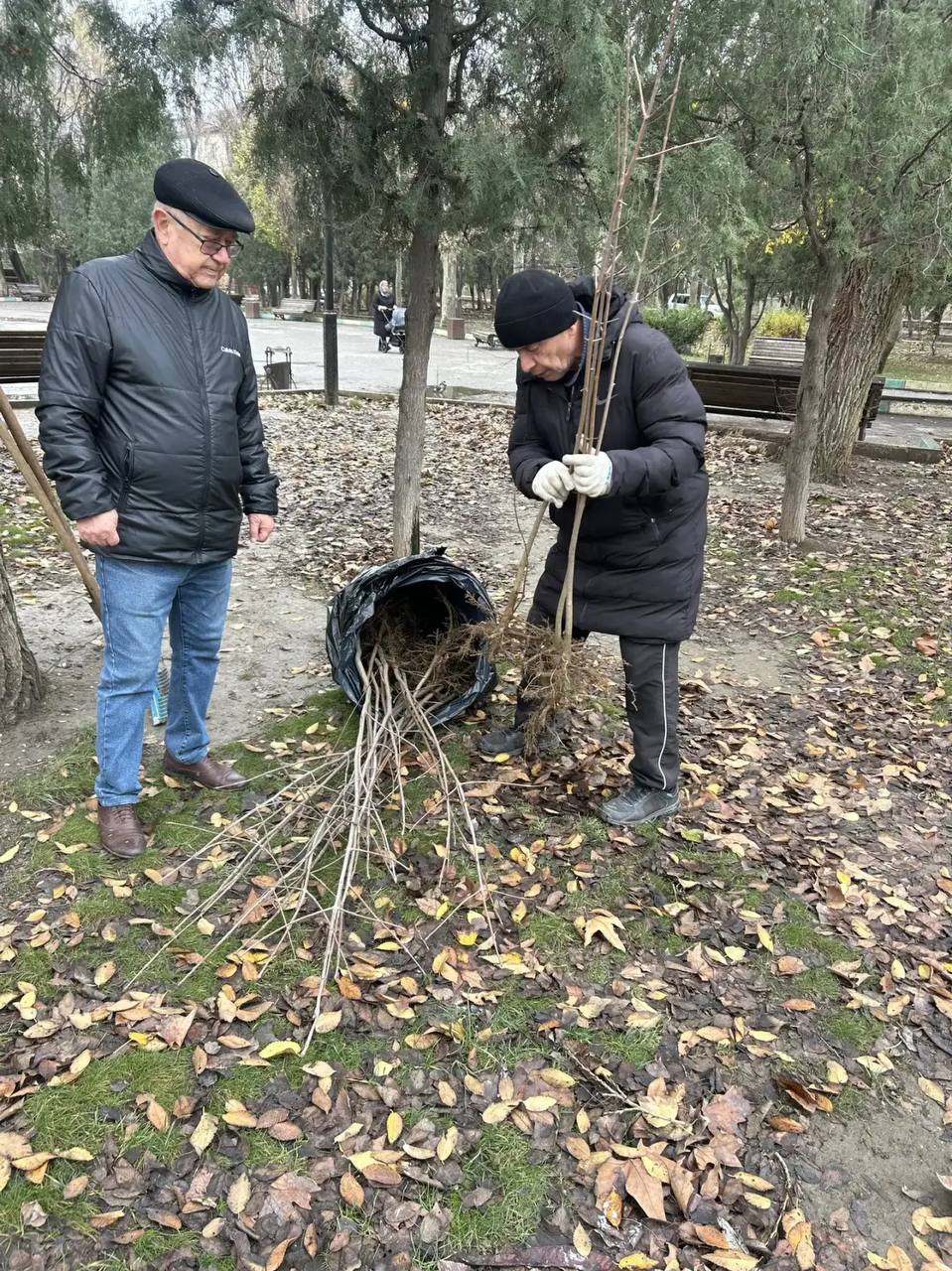 В сквере имени Халилова в Махачкале высадили 20 саженцев остролистного клена