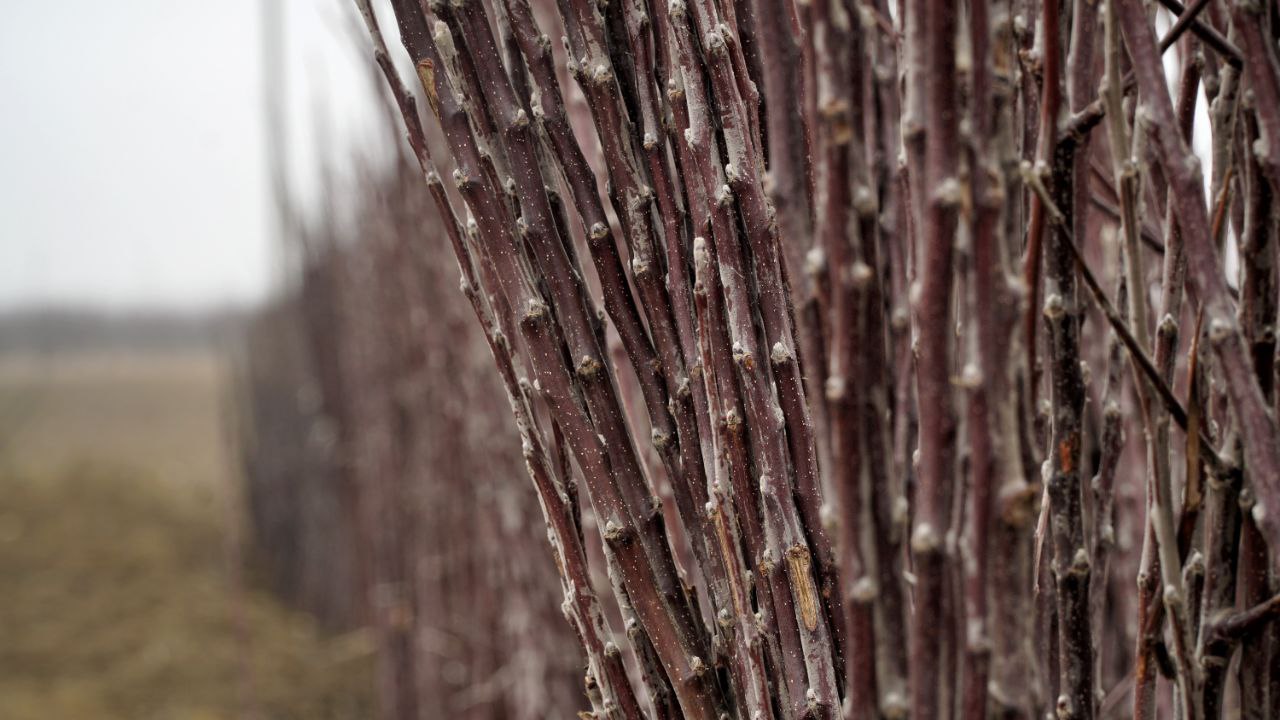 Более 520 гектаров плодовых садов заложили аграрии Дагестана в 2025 году Более 520 гектаров плодовых садов заложили аграрии Дагестана в 2025 году