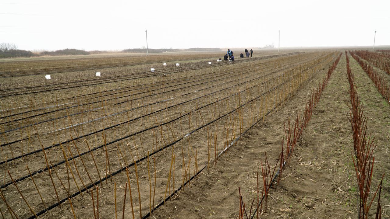 Более 520 гектаров плодовых садов заложили аграрии Дагестана в 2025 году Более 520 гектаров плодовых садов заложили аграрии Дагестана в 2025 году